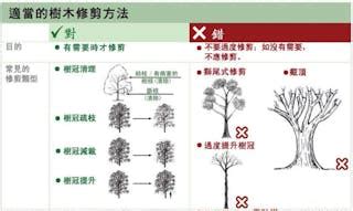 種植樹木|用百年眼光規劃行道樹種植：如何打造街道林蔭化，避。